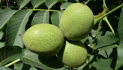 Ang Impluwensya sa mga Nuts sa Malaki nga Potency